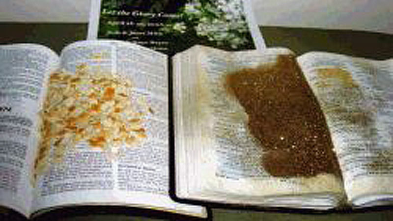 Небесная манна, елей и золотой песок чудом появились в библиях
