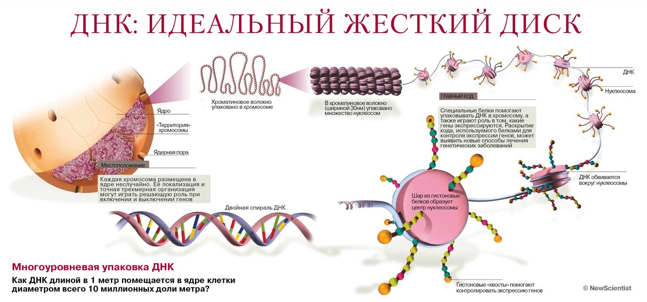 Невероятно! Ряд слов вызывают мутагенный эффект чудовищной силы