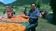Пробуждение в Альмалонго принесло гигантские овощи